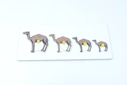 Camel Seriation Board